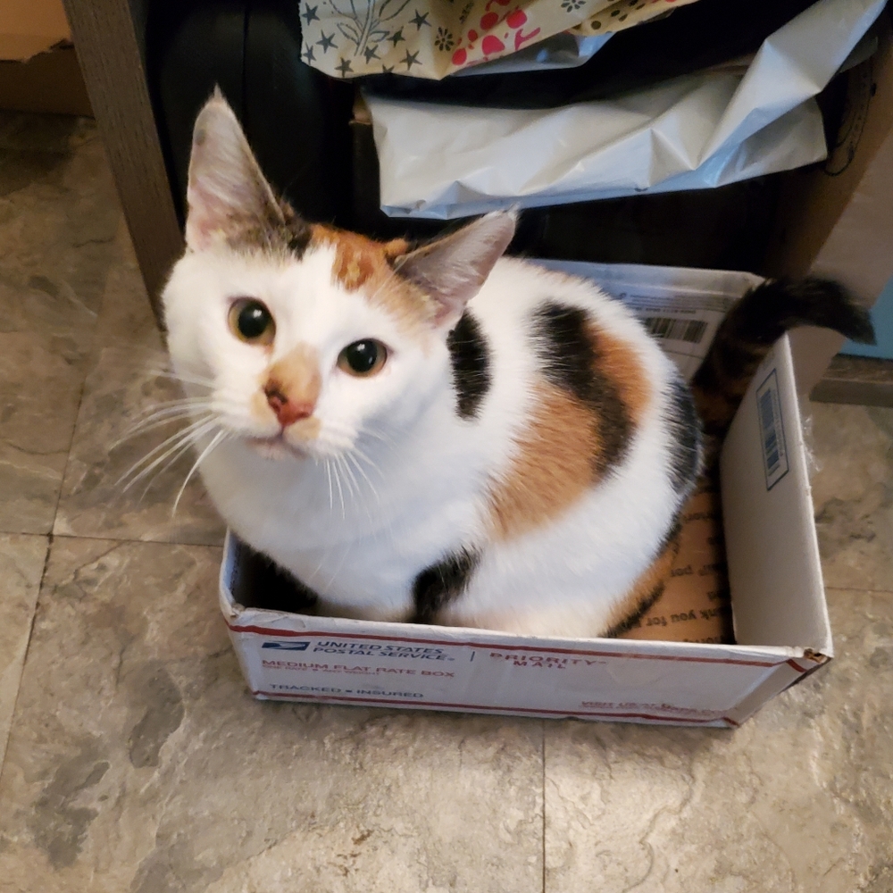 Cat Friendly Closet